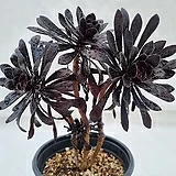 Aeonium arboreum var. atropurpureum