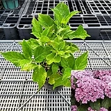 투게더 수국 /NO72 동일품배송 / 15CM포트 / 월동수국|Hydrangea macrophylla