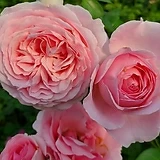 독일장미.4계.신데렐라.예쁜핑크색.old rose 향기강함.꽃7-8cm.정원관목장미.월동가능.