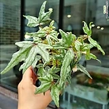 베고니아 드레게이 2 (동일품배송)|Begonia