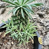 Euphorbia hypogaea