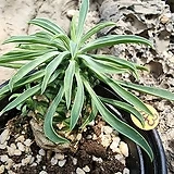 Euphorbia hypogaea