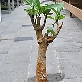 어린왕자의 바오밥나무|