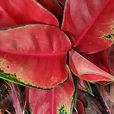 붉다 붉어 아글레오네마 지리홍 실내식물 공기정화식물 수경재배 엑스플랜트 엑플|