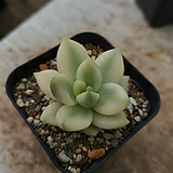 conophytum youngii (영기 R&Y1965) Conophytum - Xplant