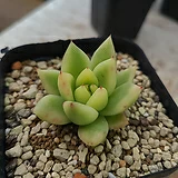 多肉植物 メセン コノフィツム ヤンギー youngii - メルカリ