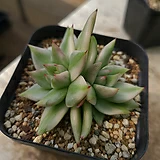 多肉植物 メセン コノフィツム ヤンギー youngii - メルカリ
