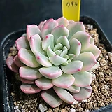 (HIGH) NEW 핑크사파이어금 pink sapphire var. 793