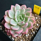 (HIGH) NEW 핑크사파이어금 pink sapphire var. 758