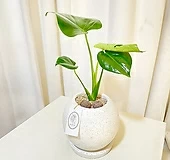 청년농부 테라조 몬스테라 완제품 몬스테리아 공기정화식물 음이온식물 실내식물 키우기쉬운식물|