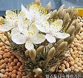 알스토니 (백화)수입씨앗10 립(+파종토 소량포장)|Avonia quinaria ssp Alstonii