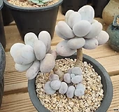 문스톤 249|Pachyphytum Oviferum Moon Stone
