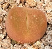 레드마우가니|Conophytum maughanii