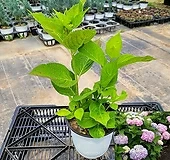 앤드리스썸머 오리지널 수국 /NO64  지정상품배송 / 15CM포트|Hydrangea macrophylla