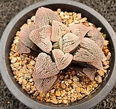 다이아몬드픽타-004|Haworthia picta