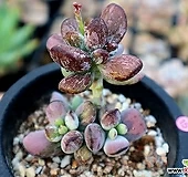 호피방울복랑금군생|Cotyledon orbiculata cv variegated