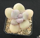 홍미인 0519|Pachyphytum cv mombuin