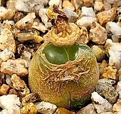 마우가니 0525|Conophytum maughanii