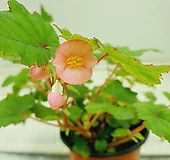 핑크샤워베고니아|Begonia