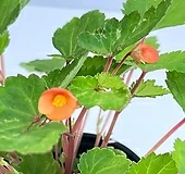 오렌지샤워베고니아|Begonia