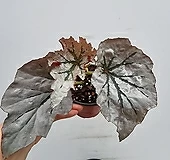 루킹글레스베고니아 /동일품배송|Begonia