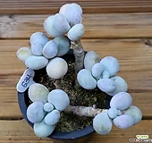 목대 문스톤|Pachyphytum Oviferum Moon Stone