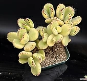 웅동자금 7-30|Cotyledon ladismithiensis f. variegata