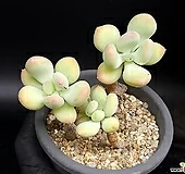 이미인(합식) 7-64|Pachyphytum oviferum mikadukibijin