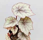 듀드롭 베고니아 (동일품배송 )|Begonia
