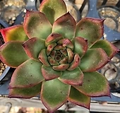 センペルビウム 輸入Moulin Ruge センペルビウム 輸入Moulin Ruge センペルビウム 輸入Moulin Ruge