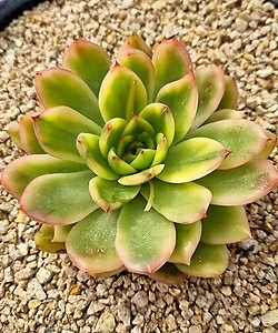 variegated