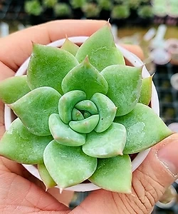 도레미송 : Search Results - Xplant