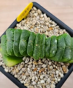 haworthia