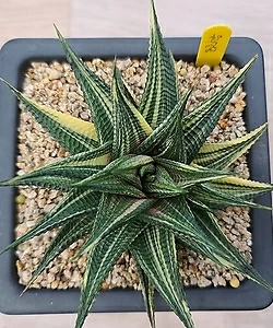 haworthia