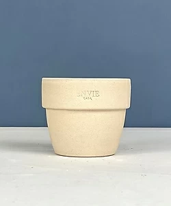 E. zahnii cv. Hoveyi ENVIE CASA   11