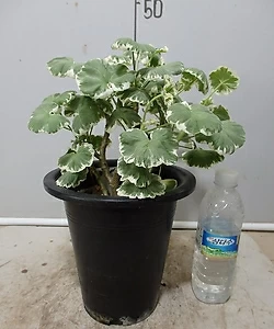 Geranium/Pelargonium