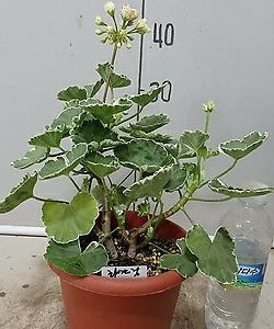 Geranium/Pelargonium