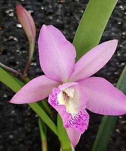 Cattleya 