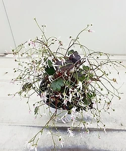 연분홍 겹꽃 대문자초  대품