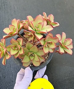 Aeonium decorum f variegata