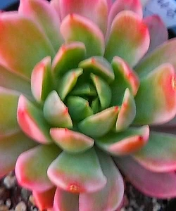 Succulents variegated