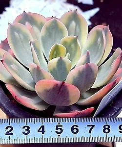 1679409053