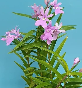 Orchid 센트라 데리아