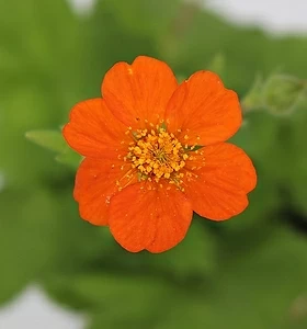Flower/Bonsai 주황뱀무(10cm) - 노지월동 뱀무 작은꽃
