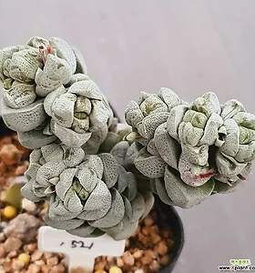 Succulents Crassula Deceptor