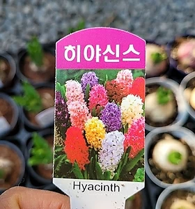 히아신스 알뿌리 구근식물 수경재배 노지월동 야생화 향기나는꽃 봄꽃 엑스플랜트 엑플