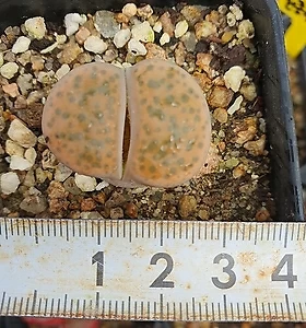 Lithops fulviceps