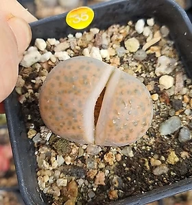 Lithops fulviceps