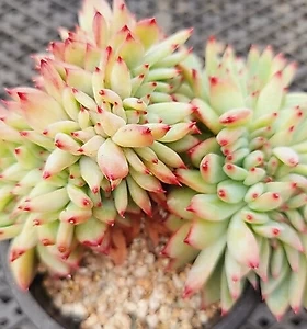 E. colorata