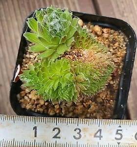 46 바위솔철화. 깨어나는시기 